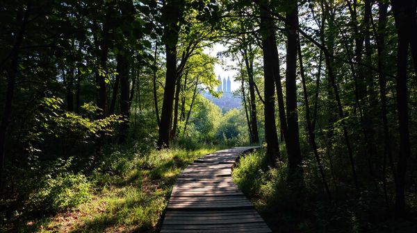 Découvrez les bienfaits de la sylvothérapie à Nantes